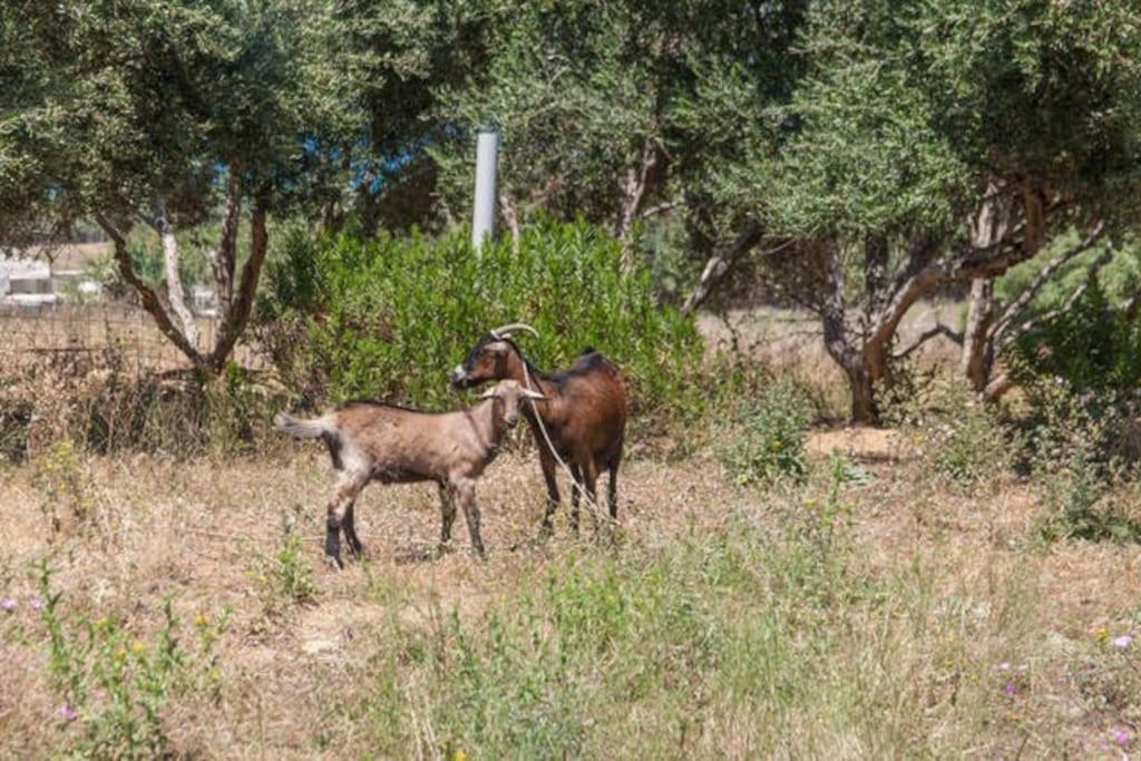 Olive Tree Farm 200M From The Beach Episkopi  Exterior photo