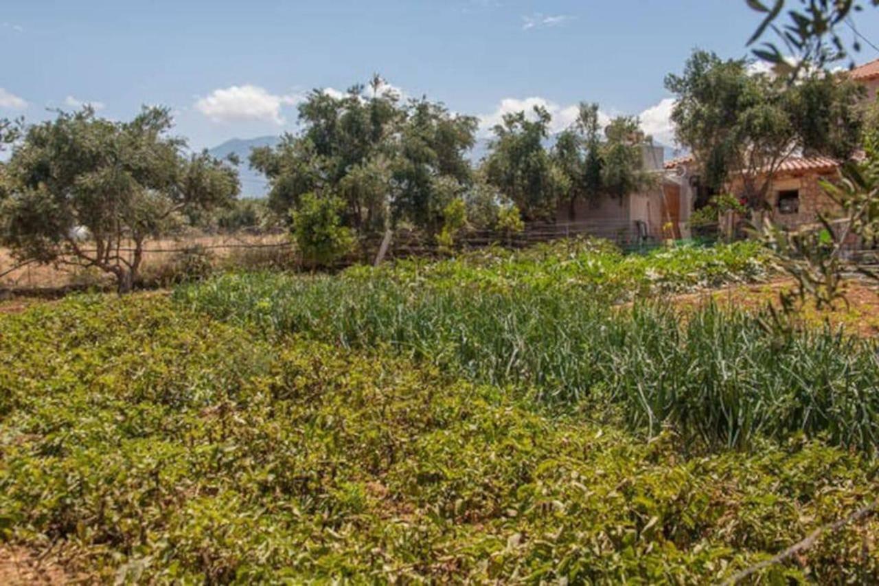 Olive Tree Farm 200M From The Beach Episkopi  Exterior photo