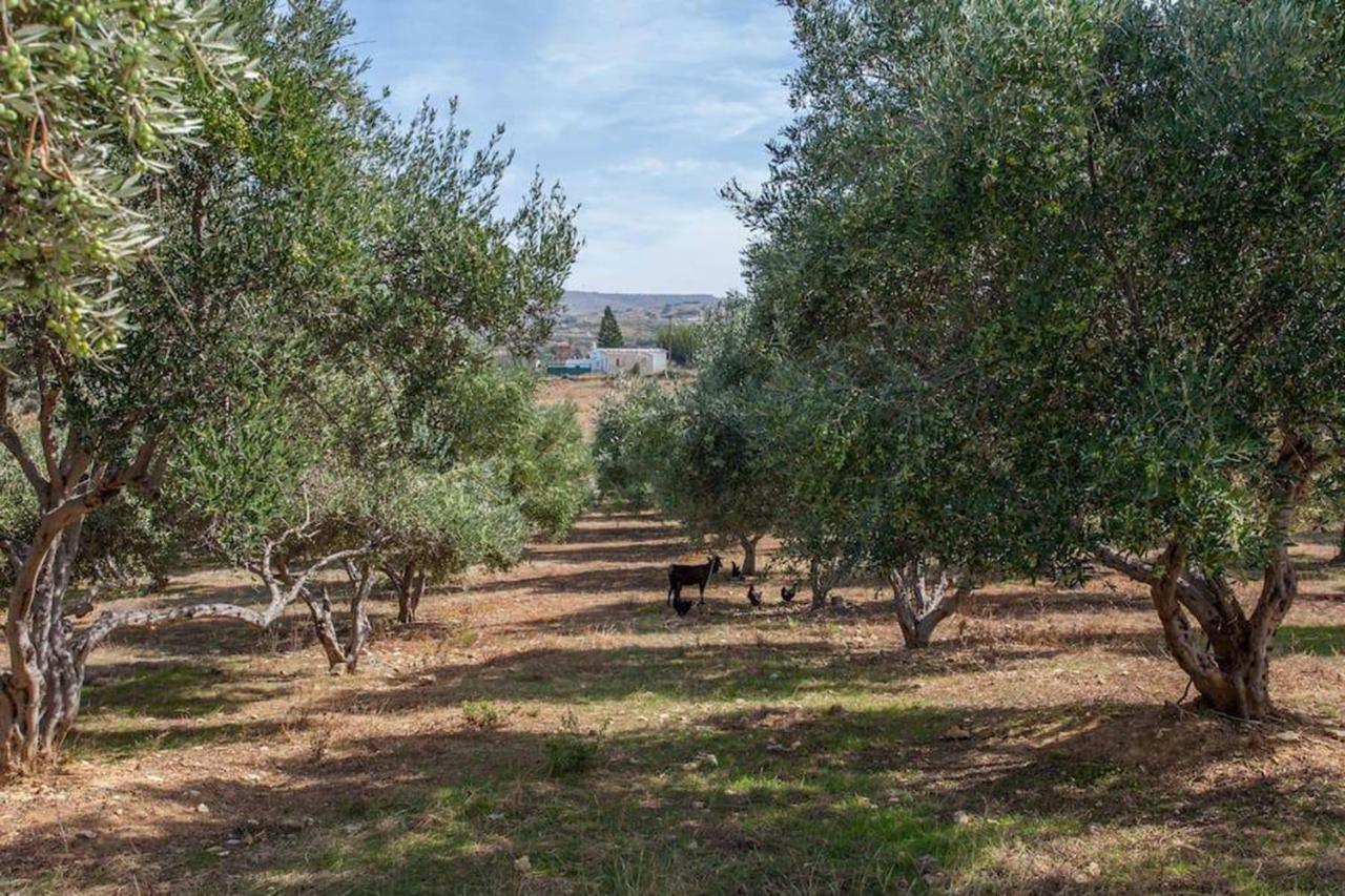 Olive Tree Farm 200M From The Beach Episkopi  Exterior photo